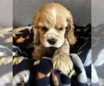 Small #1 Cocker Spaniel