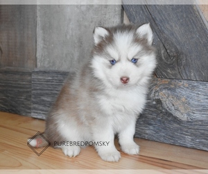 Pomsky Puppy for sale in KANSAS CITY, MO, USA