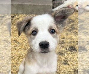 Mutt Dogs for adoption in Laramie, WY, USA