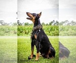 Small Photo #1 Doberman Pinscher Puppy For Sale in MOUNT OLIVE, NC, USA