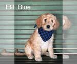Puppy 2 Double Doodle