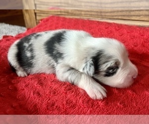 Australian Shepherd Puppy for sale in LODA, IL, USA