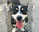 Small Chihuahua Mix