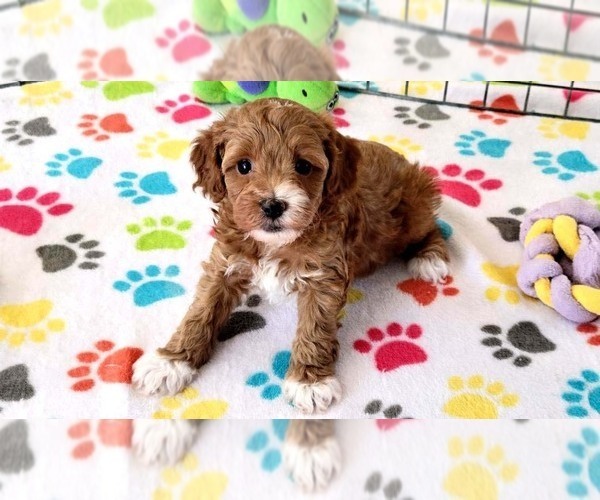 Medium Photo #11 Cock-A-Poo-Poodle (Miniature) Mix Puppy For Sale in ORO VALLEY, AZ, USA