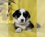 Small Photo #4 Cardigan Welsh Corgi Puppy For Sale in DEARBORN, MO, USA