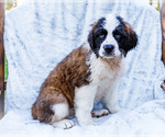 Puppy 2 Saint Bernard