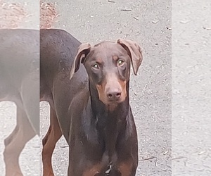 Doberman Pinscher Dogs for adoption in SHADY SPRING, WV, USA