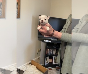 Chihuahua Puppy for sale in COLUMBIA, SC, USA