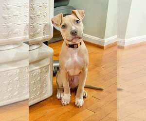 Mutt Dogs for adoption in Rockville, MD, USA