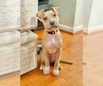 Bonnie (puppy) - Female Mutt Dog for Adoption - Small photo