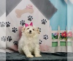Small Photo #4 Zuchon Puppy For Sale in WARSAW, IN, USA