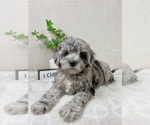 Small #6 Cavapoo (Miniature)
