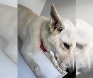 Siberian Husky Dogs for adoption in Houston, TX, USA