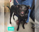 Small #10 Labrador Retriever