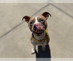 SHILOH - Female American Pit Bull Terrier Dog for Adoption - Small photo