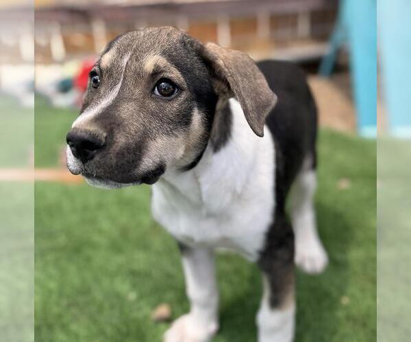 Medium Photo #3 Mutt Puppy For Sale in San Diego, CA, USA