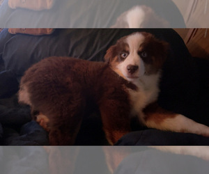 Miniature American Shepherd Puppy for sale in MILTON, FL, USA