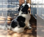 Small Photo #4 Pyredoodle Puppy For Sale in MARION, TX, USA
