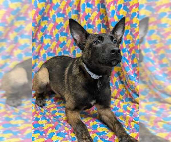 Medium Photo #2 Mutt Puppy For Sale in Stevens Point, WI, USA