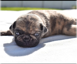 Small #2 Pug