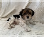 Puppy Junior Yorkshire Terrier