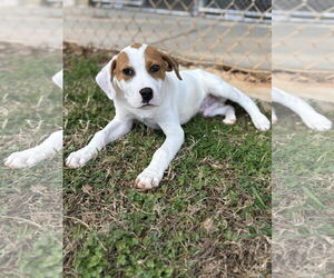 Mutt Dogs for adoption in Woodbury, NY, USA