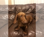 Small Photo #1 Dachshund Puppy For Sale in VANCOUVER, WA, USA