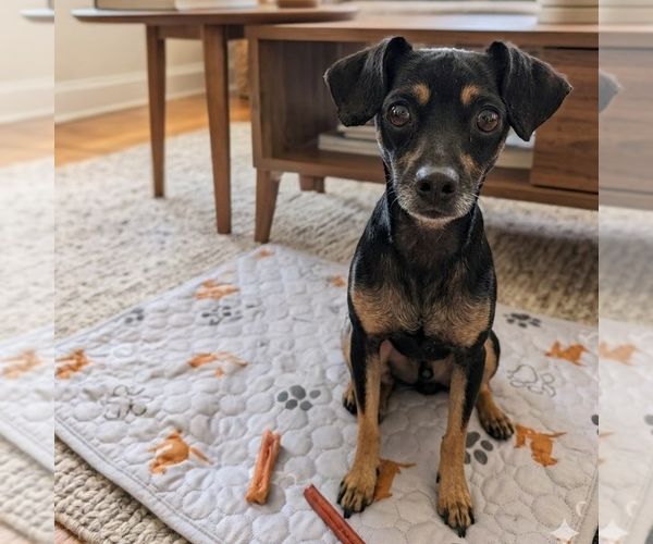 Medium Photo #1 Chihuahua Puppy For Sale in Vail, AZ, USA