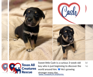 Mutt Dogs for adoption in Lillian, TX, USA