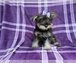 Small #6 Schnauzer (Miniature)