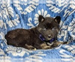 Small Photo #5 Pomsky Puppy For Sale in PEACH BOTTOM, PA, USA