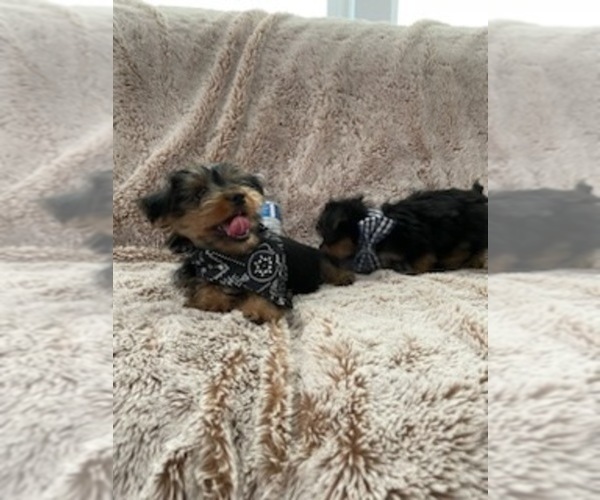 Medium Photo #1 Yorkshire Terrier Puppy For Sale in CERES, CA, USA