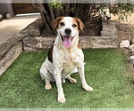 Small #3 Beagle Mix