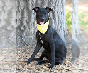 Elle - Female Mutt Dog for Adoption - Photo #29