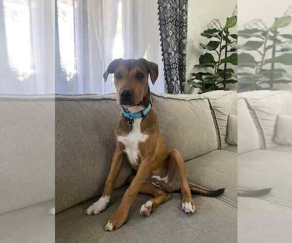 Medium Photo #3 Retriever -Unknown Mix Puppy For Sale in Springdale, PA, USA