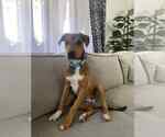 Small #2 Retriever  Mix