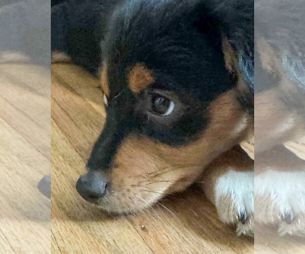Medium Photo #6 Chihuahua-Colonial Cocker Spaniel Mix Puppy For Sale in Corona, CA, USA