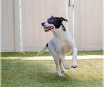 Small #3 Retriever  Mix