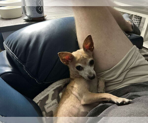 Medium Photo #5 Chihuahua-Unknown Mix Puppy For Sale in Gulfport, MI, USA