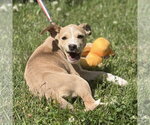 Small #3 Labrador Retriever Mix