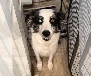 Pickles - Female Border Collie-Unknown Mix Dog for Adoption - Photo #3
