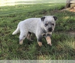 Small Photo #2 Australian Cattle Dog Puppy For Sale in AUGSBURG, IL, USA