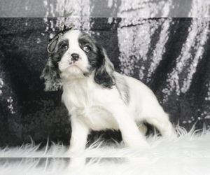Cocker Spaniel Puppy for sale in WARSAW, IN, USA
