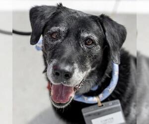Labrador Retriever Dogs for adoption in San Diego, CA, USA