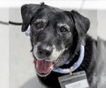 Carver - Male Labrador Retriever Dog for Adoption - Small photo