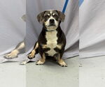 Small Beagle