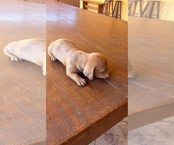 Medium Photo #1 Dachshund Puppy For Sale in ANDOVER, MA, USA