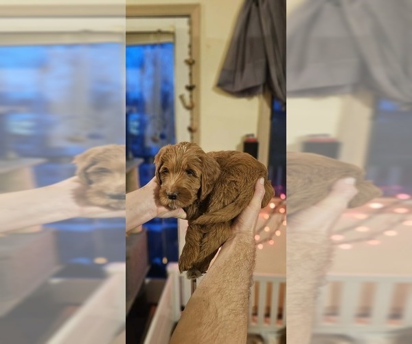 Medium Photo #3 Labradoodle mix (+ Poodle Standard) Puppy For Sale in WASILLA, AK, USA