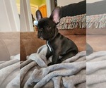 Small Photo #6 French Bulldog Puppy For Sale in SALEM, OR, USA