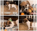 Puppy Teddy Jack Russell Terrier